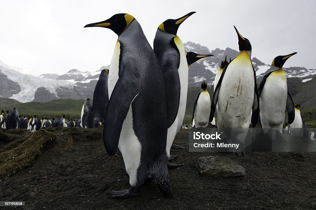 Territoire de la Guerre - Photo de Antarctique libre de droits