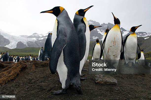 Territorio Di Guerra - Fotografie stock e altre immagini di Antartide - Antartide, Pinguino, Pinguino reale