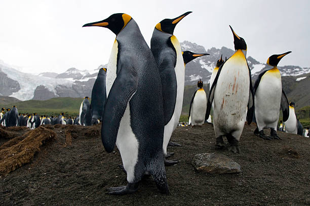 Territory War two king penguins proudly posing in their territory after fighting at the beach, wounded, scratched penguin in the background, South Georgia. colony territory photos stock pictures, royalty-free photos & images