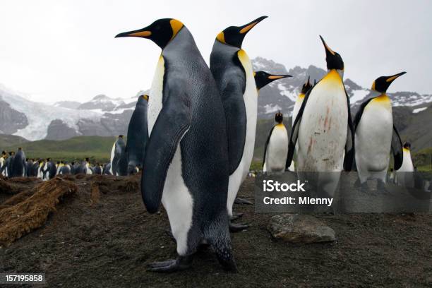 Territory War Stock Photo - Download Image Now - Antarctica, King Penguin, Penguin