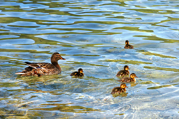 Mutter Ente und Ducklings – Foto