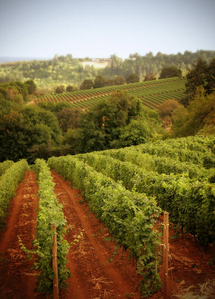 Rows of grapevines in hillside vineyards stock photo