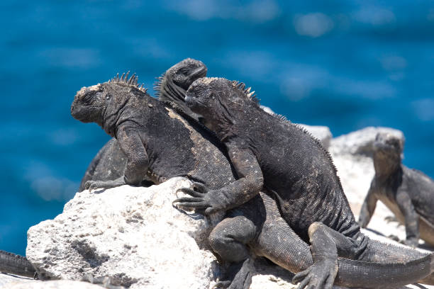 istock Galapagos Marine Iguanas 157195953