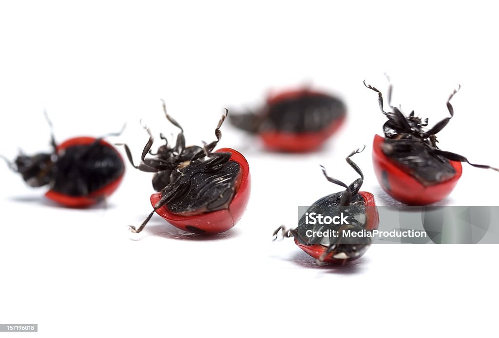 ladybugs necesita ayuda. - Foto de stock de Mariquita libre de derechos