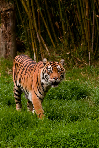 An angry tiger walking behind a fence in a national green park
