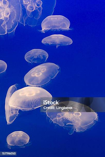 Meduza - zdjęcia stockowe i więcej obrazów Abstrakcja - Abstrakcja, Barwne tło, Bell Jellyfish
