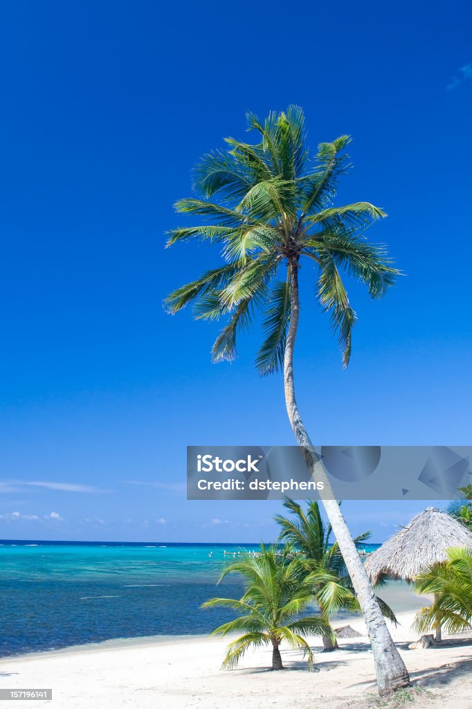 Alto Palmeira - Royalty-free Honduras Foto de stock