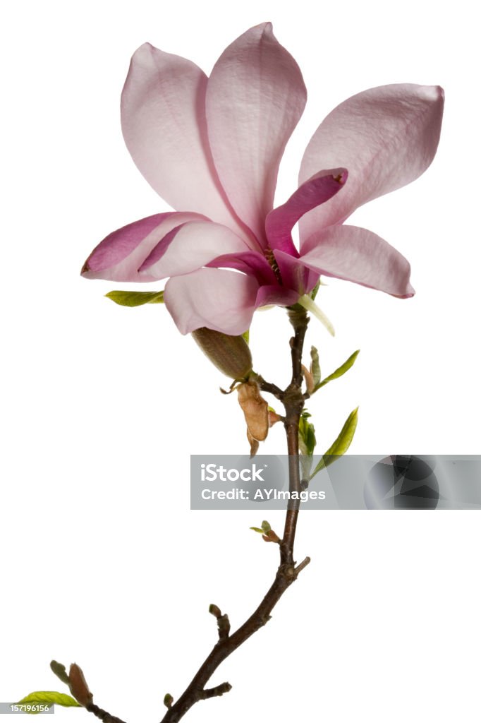 Magnolie Blume auf weißem Hintergrund - Lizenzfrei Magnolien Stock-Foto