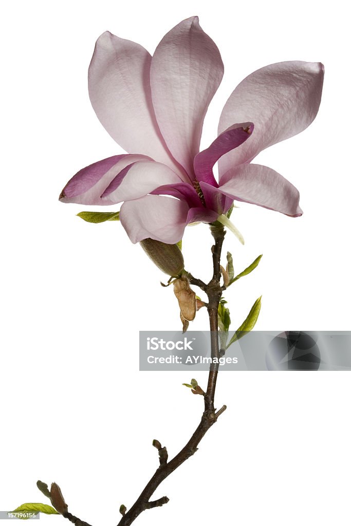 Magnolia fiori su sfondo bianco - Foto stock royalty-free di Magnolia