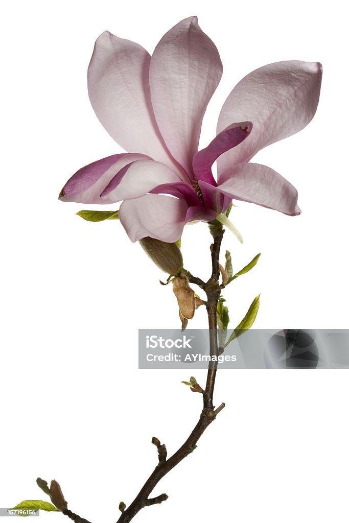 Magnolia flor em fundo branco - Foto de stock de Magnólia - Flor temperada royalty-free