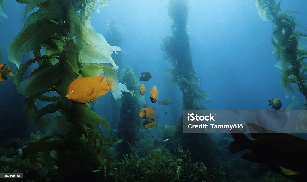 Alga de grande porte floresta - Royalty-free Ilhas Channel Foto de stock