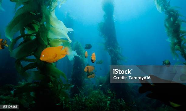 Foto de Floresta De Algas e mais fotos de stock de Channel Islands - Channel Islands, Debaixo d'água, Alga de grande porte