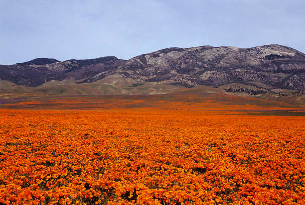 kuvapankkikuvat ja rojaltivapaat kuvat aiheesta oranssi laitumet - lancaster california