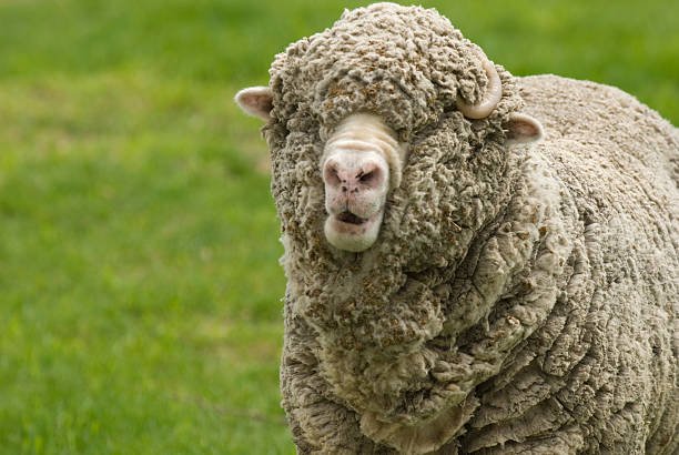 Merino Sheep stock photo