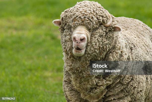 Merynos - zdjęcia stockowe i więcej obrazów Merynos - Merynos, Owca, Farma owiec