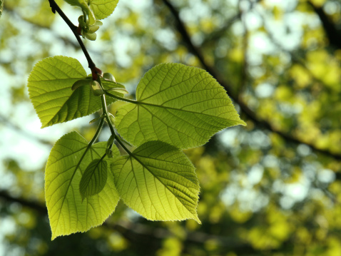 Natural background with green linden leaves
