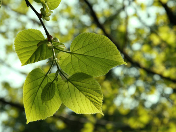 New lime (linden) tree leaves in spring  tilia stock pictures, royalty-free photos & images