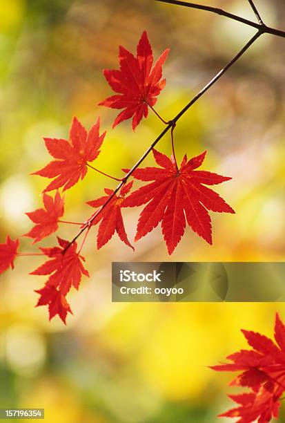 Foglie Rosse - Fotografie stock e altre immagini di Acero - Acero, Acero giapponese, Albero