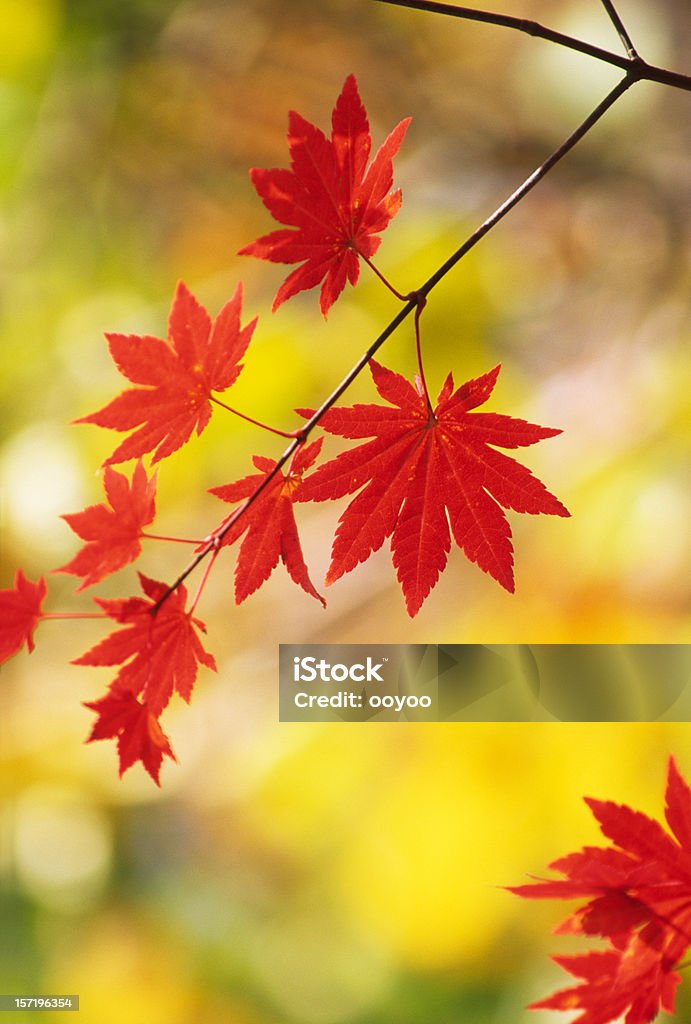 Folhas vermelhas - Foto de stock de Amarelo royalty-free