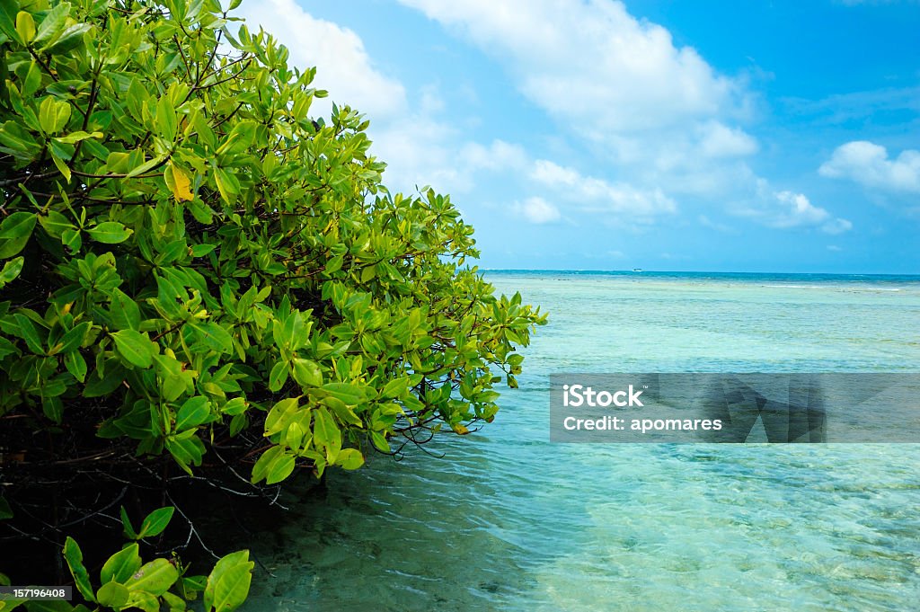 マングローブの森と浅い水には、熱帯の島 - マングローブの木のロイヤリティフリーストックフォト