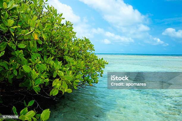 マングローブの森と浅い水には熱帯の島 - マングローブの木のストックフォトや画像を多数ご用意 - マングローブの木, カリブ海, マングローブ林