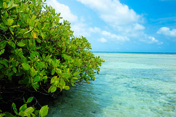 Mangrove forest and shallow waters in a Tropical island.-