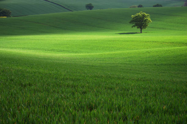 lone tree em campo verde - summer solitary tree environment spring imagens e fotografias de stock