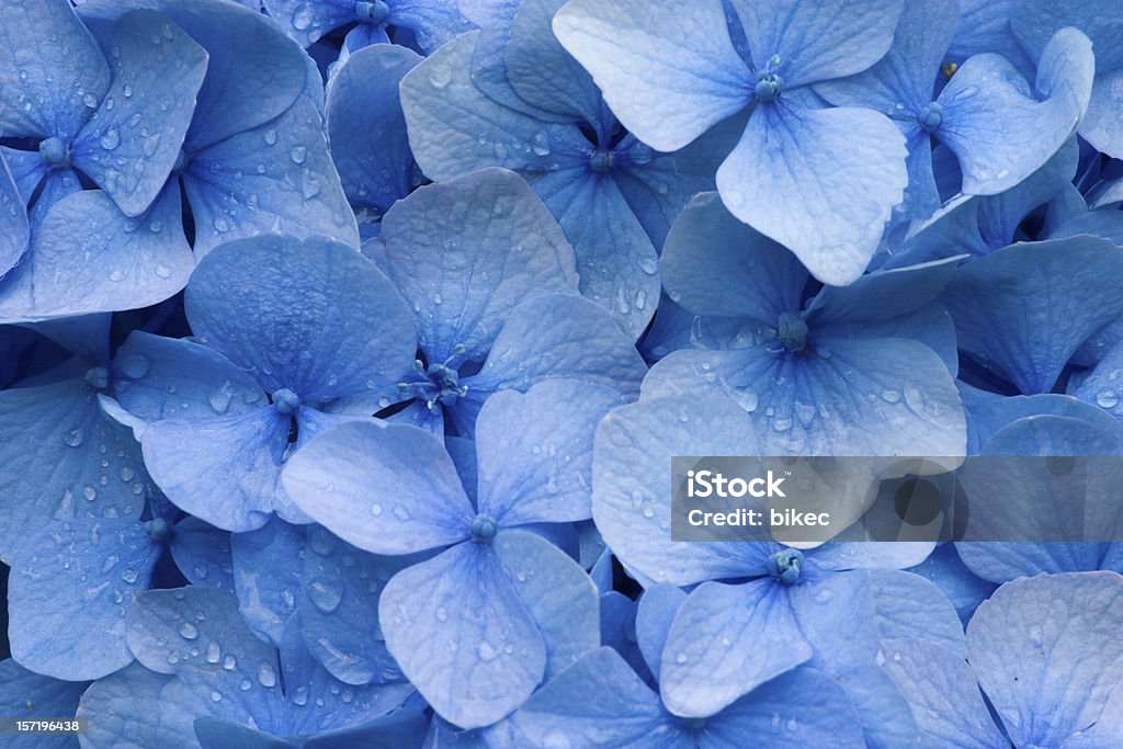 Hydrangea Hydrangea - blue Flower Stock Photo