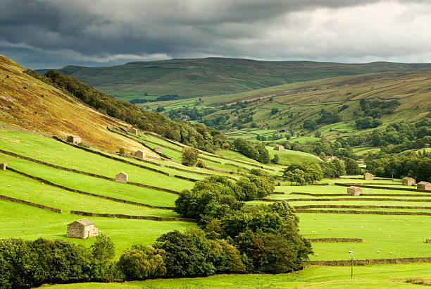 Green fields at Swaledale, Yorkshire Typical English countryside landscape from Swaledale Yorkshire  north yorkshire photos stock pictures, royalty-free photos & images