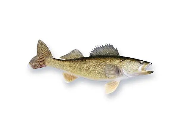 The walleye is the finest eating of the freshwater sportfish.