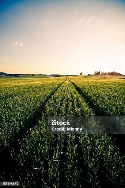 Summer Field Stock Photo - Download Image Now - Corn - Crop, Agricultural Field, Barley