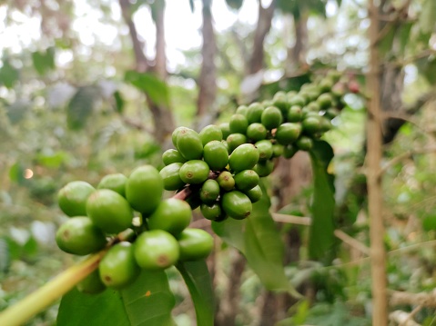 coffee beans that are still green or young