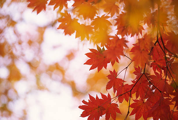 red blätter - autumn japanese maple maple tree selective focus stock-fotos und bilder