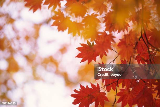 Vermelho Folhas - Fotografias de stock e mais imagens de Ácer-do-japão - Ácer-do-japão, Outono, Ao Ar Livre