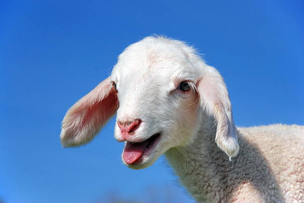 Small Goat Appearing To Bleat For Attention Stock Photo - Download Image  Now - Sheep, Lamb - Animal, Bleating - iStock