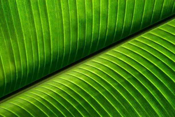 Close-up of palm leaf with veins stock photo