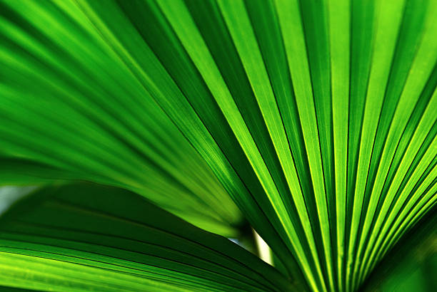 palm leaf - lush green stock-fotos und bilder