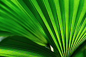 Palm Leaf