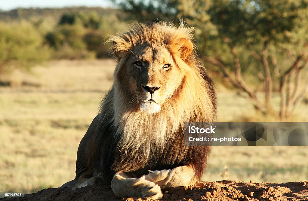 Lion - Lizenzfrei Löwe - Großkatze Stock-Foto