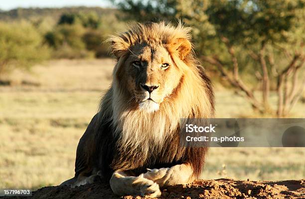 Lion Stockfoto und mehr Bilder von Löwe - Großkatze - Löwe - Großkatze, Tiergebrüll, Namibia