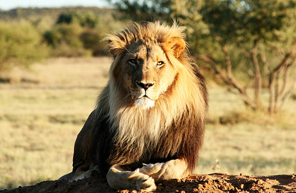 Lion in natural habitat looking into camera