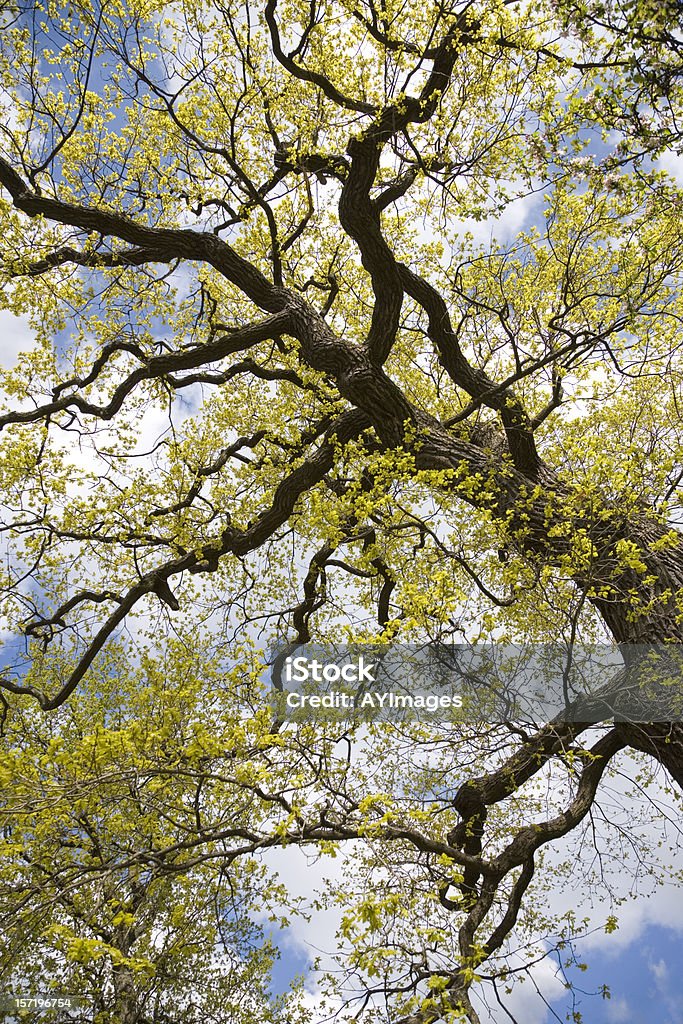오크 나무 봄 - 로열티 프리 떡갈나무 스톡 사진