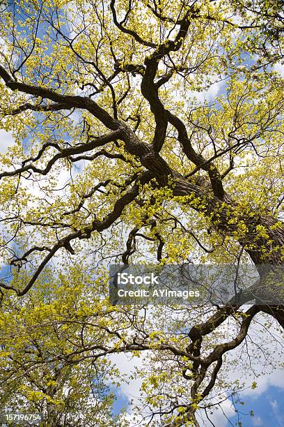 오크 나무 봄 떡갈나무에 대한 스톡 사진 및 기타 이미지 - 떡갈나무, 0명, 계절