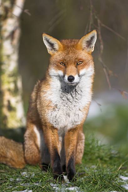 Red Fox posing on a winters day stock photo