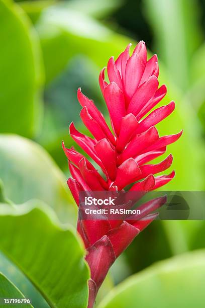 Ginger Rosso Bloom - Fotografie stock e altre immagini di Ginger rosso - Ginger rosso, Ambientazione esterna, Bellezza