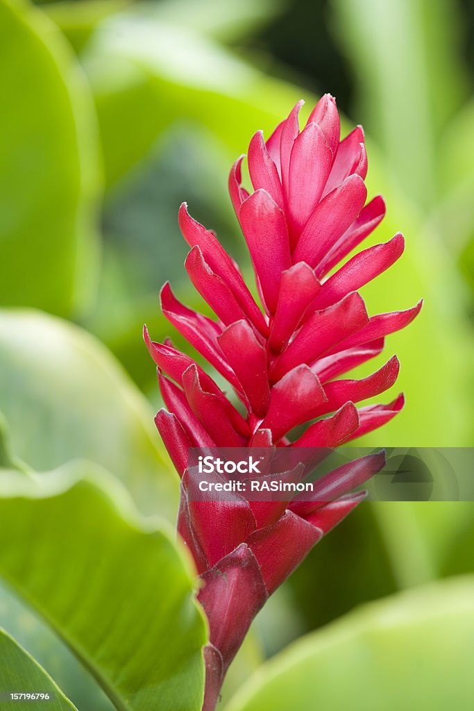 Красный, имбирный Bloom - Стоковые фото Красный Ginger роялти-фри