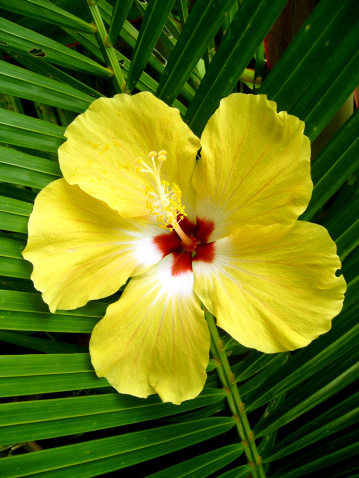 An cluster of intense pink Hibiscus flowers, blooming on a plant stem under a clear blue sky on Kauai, Hawaii. Varieties of this flower are popular garden and landscaping plants in Hawaii.