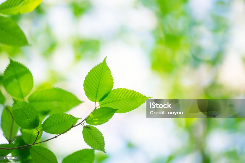 Frische Blätter - Lizenzfrei Anfang Stock-Foto