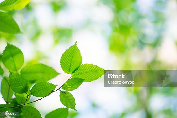 Folhas Frescas - Fotografias de stock e mais imagens de Ao Ar Livre - Ao Ar Livre, Começo, Cor verde