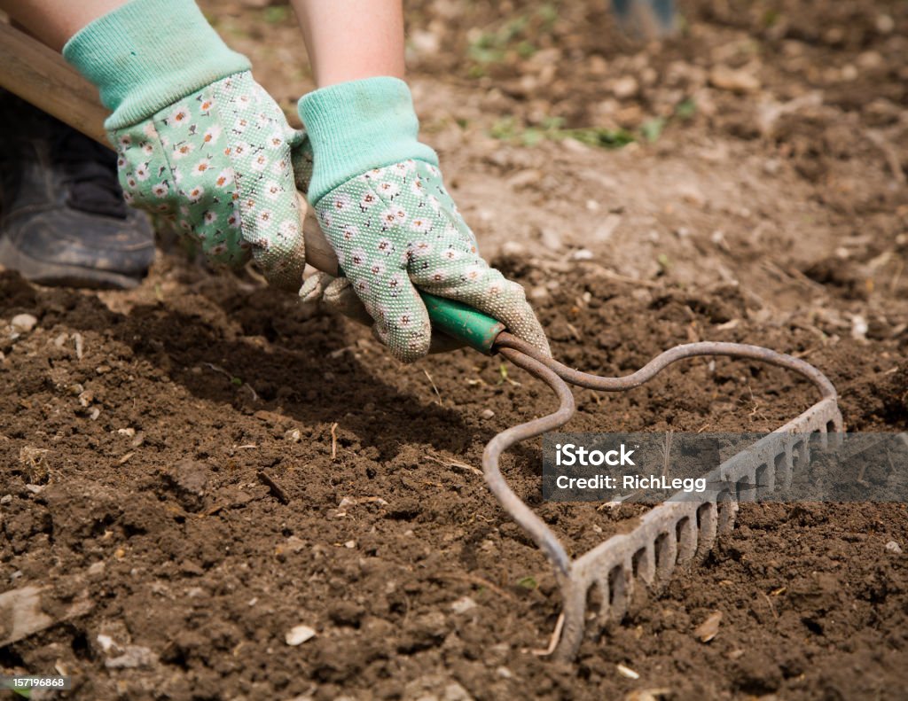 Jardineiro Raking solo - Foto de stock de Ancinho - Equipamento de jardinagem royalty-free